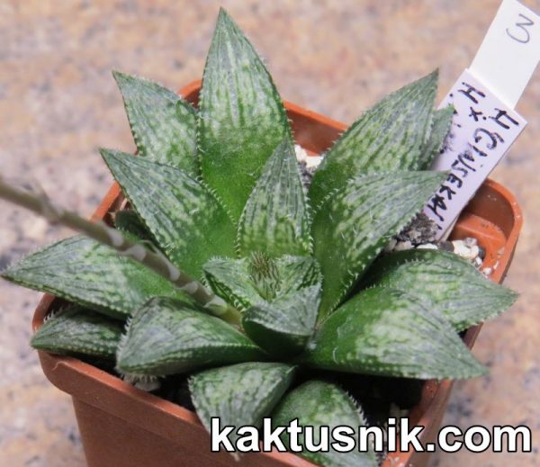 Haworthia ‘Ginsekai’ hybrid x Haworthia reticulata x ‘Kegazato’ 3