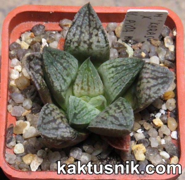 Haworthia ‘Karasujoh’ hybrid x picta hybrid
