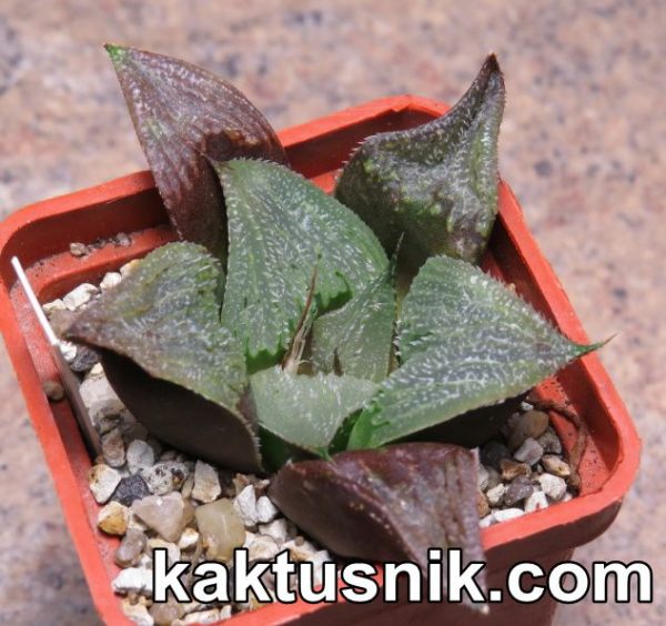 Haworthia ‘Ollasonii’ x bayeri Haworthia ‘Ollasonii’ x bayeri