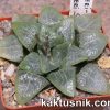 Haworthia bayeri -Japan- x Haworthia bayeri -Japan-