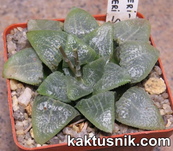 Haworthia bayeri -Japan- x Haworthia bayeri -Japan-