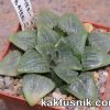 Haworthia bayeri -Japan- x Haworthia bayeri -Japan-_