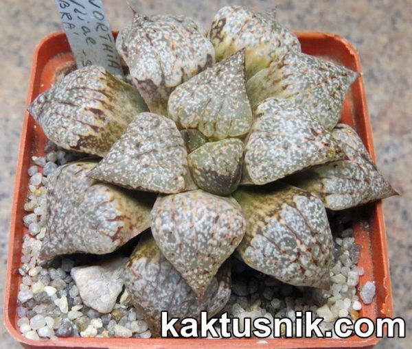 Haworthia emelyae -Zebra-