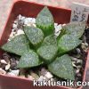 Haworthia emelyae -Zebra-_