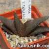 Haworthia scabra v. tuberculata -Khores- 6