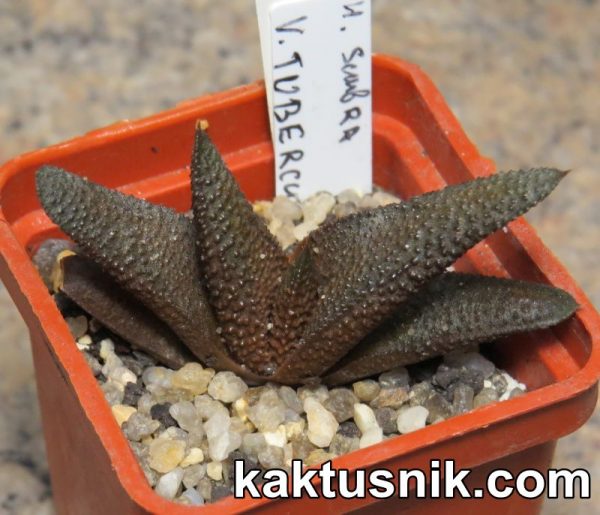 Haworthia scabra v. tuberculata -Khores- 6