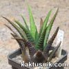 Haworthia woolleyi -Kleinport-