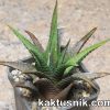 Haworthia woolleyi -Kleinport- _