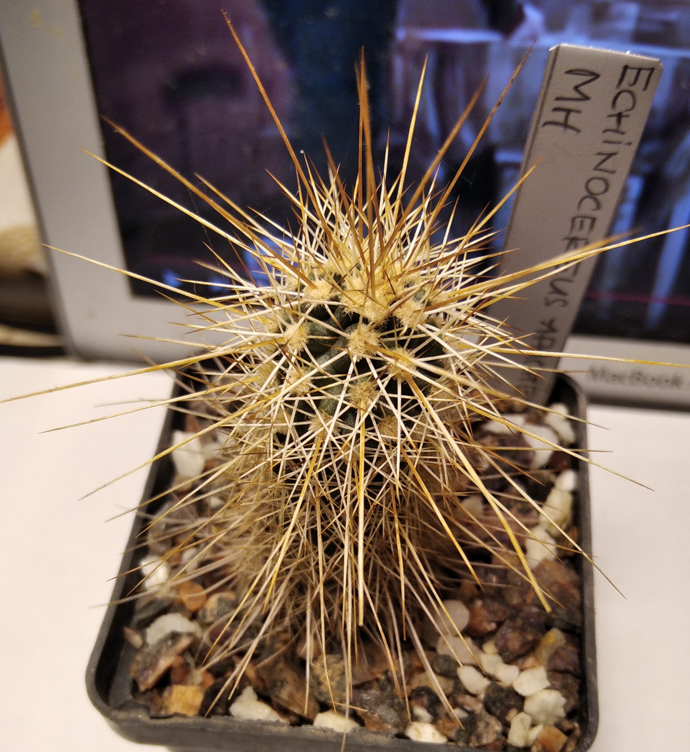 Echinocereus apachensis MN - s  Cactus-shop