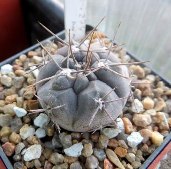 490.294 gymnocalycium striglianum  Cactus-shop