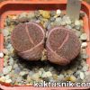Lithops bromfieldii v. glaudinae ‘Rubroroseus’1