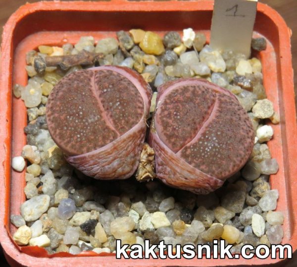 Lithops bromfieldii v. glaudinae ‘Rubroroseus’1