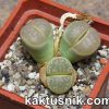 Lithops marmorata