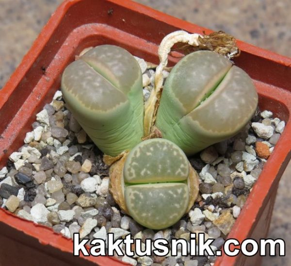 Lithops marmorata