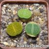 Lithops mix