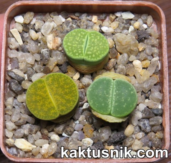 Lithops mix