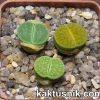 Lithops mix _