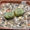 Lithops otzeniana 1