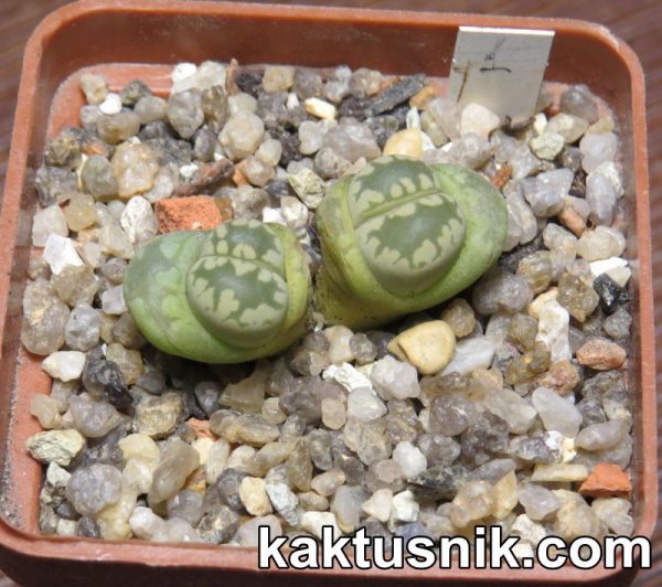 Lithops otzeniana 1