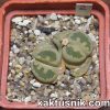 Lithops otzeniana 2