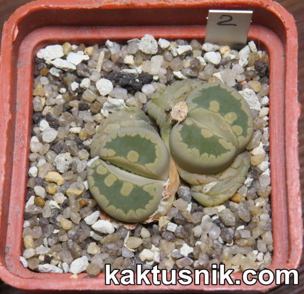 Lithops otzeniana 2