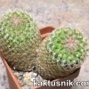 Mammillaria huitzilopochtli