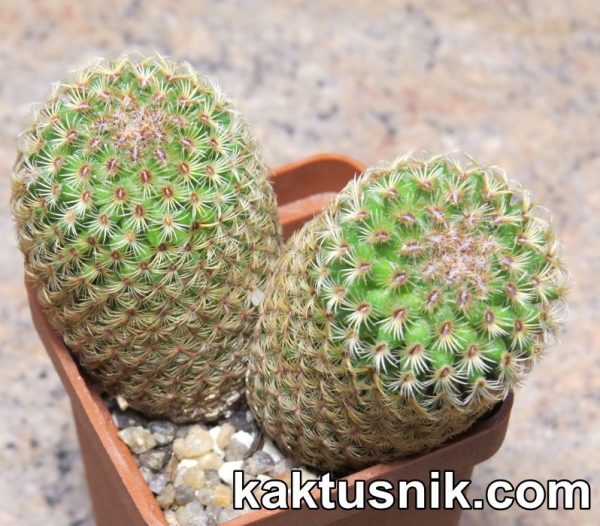 Mammillaria huitzilopochtli