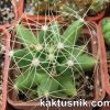 Mammillaria longimamma