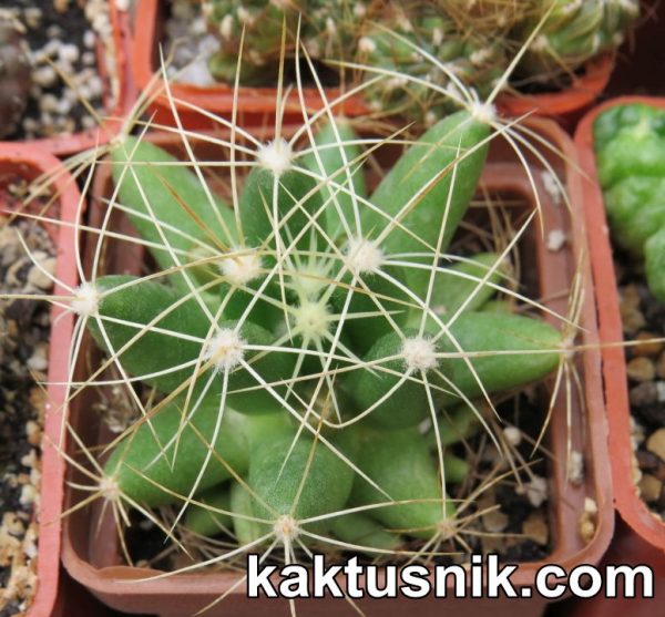 Mammillaria longimamma