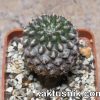 Neochilenia aff. setosiflora -Choros Bajos-