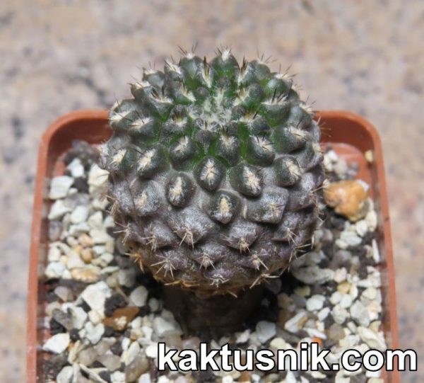 Neochilenia aff. setosiflora -Choros Bajos-