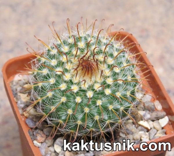 Parodia mutabilis