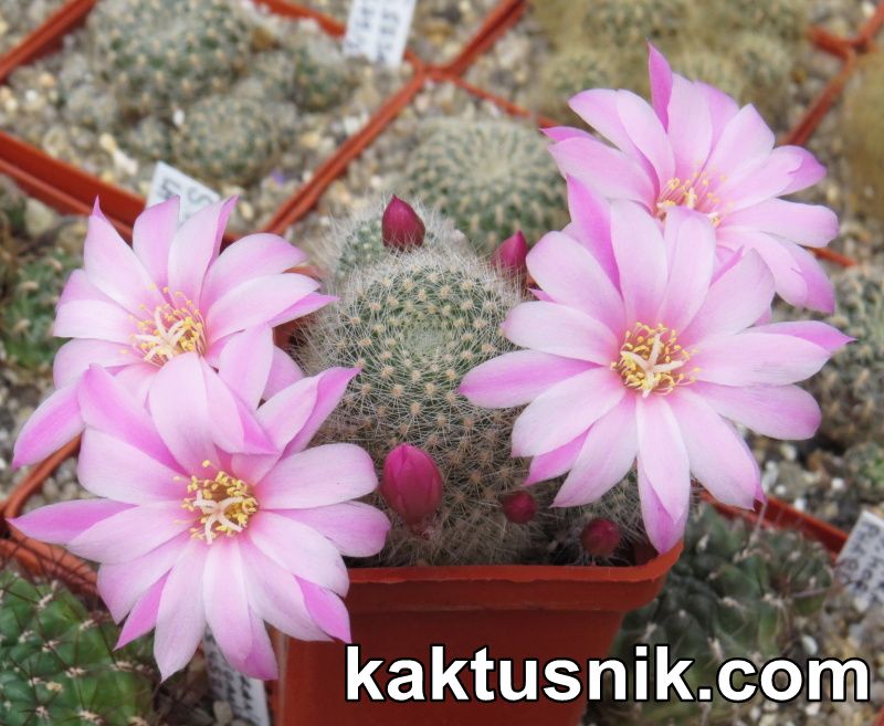 Rebutia narvaecensis семена — Cactus-shop