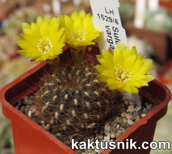 Sulcorebutia vargasii LH1529