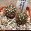 Sulcorebutia vargasii LH1529_