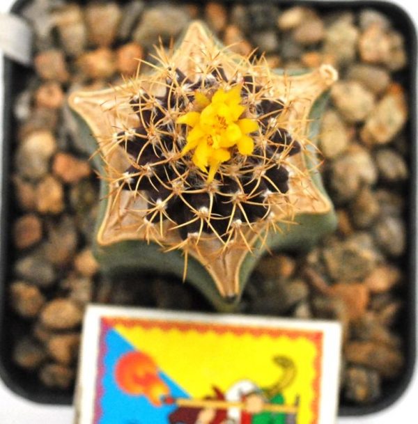 Uebelmannia buiningii 1