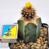 Uebelmannia buiningii 1a