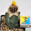 Uebelmannia buiningii 1b
