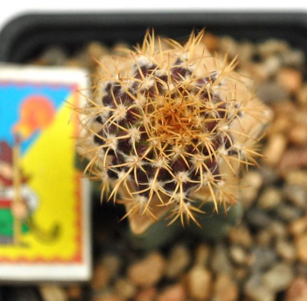 Uebelmannia buiningii 2