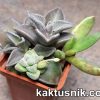 Adromischus schuldtianus-marianiae -Drabeskopf Brandberg- PB 2838 Crassula deceptor x Crassula ausensis v. titanopsis Lenophyllum guttatum