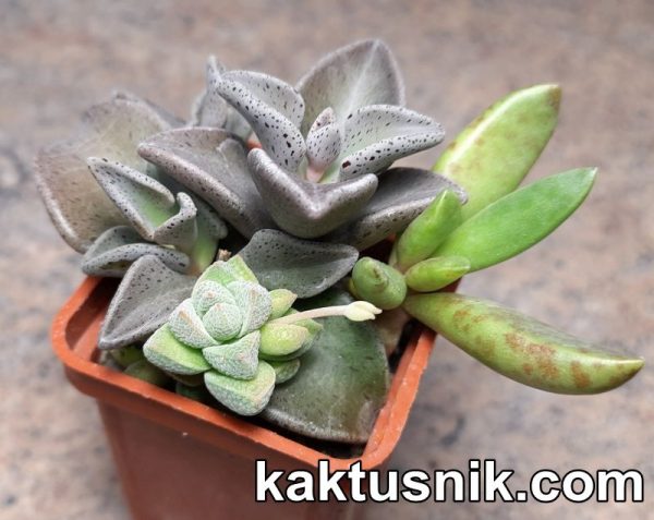 Adromischus schuldtianus-marianiae -Drabeskopf Brandberg- PB 2838 Crassula deceptor x Crassula ausensis v. titanopsis Lenophyllum guttatum