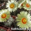 Astrophytum crassispinoides x asterias ‘SUPER KABUTO’