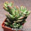 Crassula ausensis hybrid