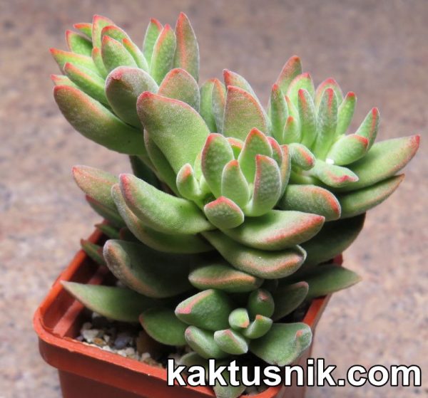 Crassula ausensis hybrid