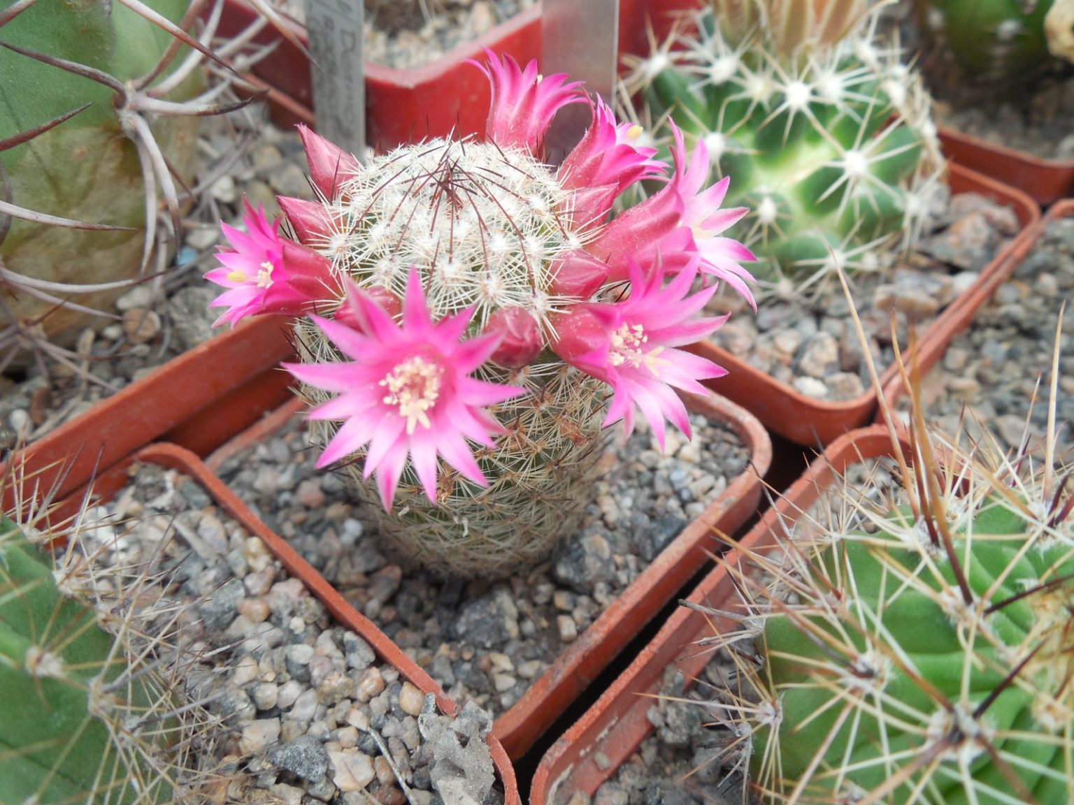 Mammillaria matudae фото