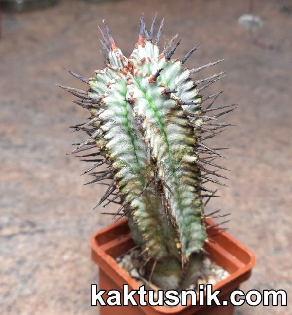 Euphorbia horida hybrid