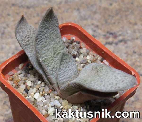 Gasteria glauca