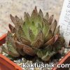 Haworthia reticulata IB 3281_