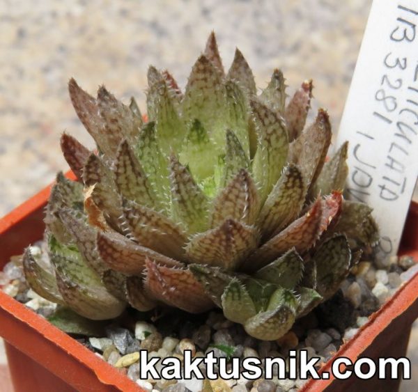 Haworthia reticulata IB 3281_