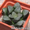 Haworthia springbokvlakensis x bayeri